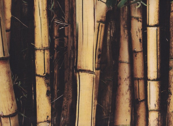 Bamboo