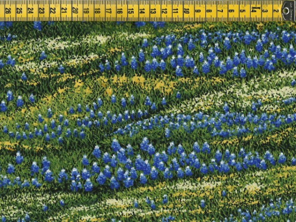 Wildflowers VI