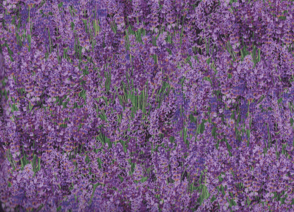 Lavendel