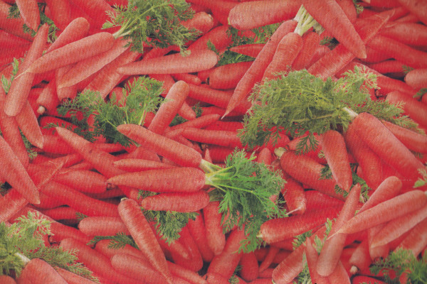 Food Festival Carrots
