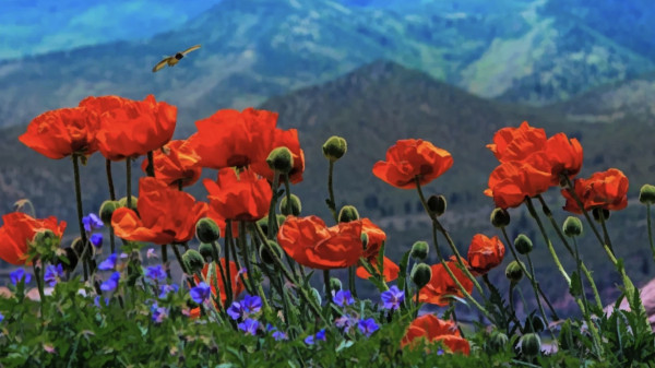 Red Poppies Panel 23,1 x 13 inch / Nur 10 Stück vorhanden