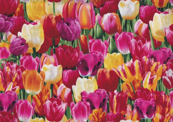 Nature-Tulpen