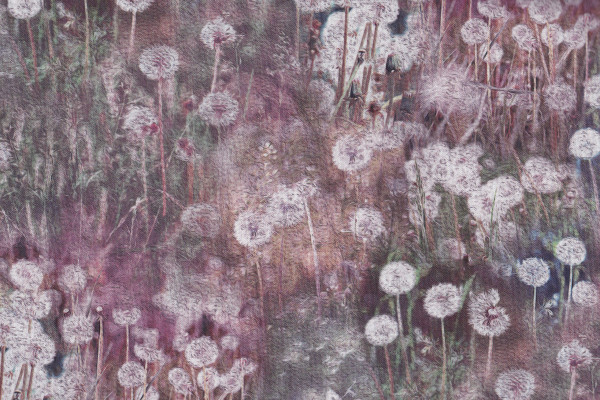 Dandelion Wishes