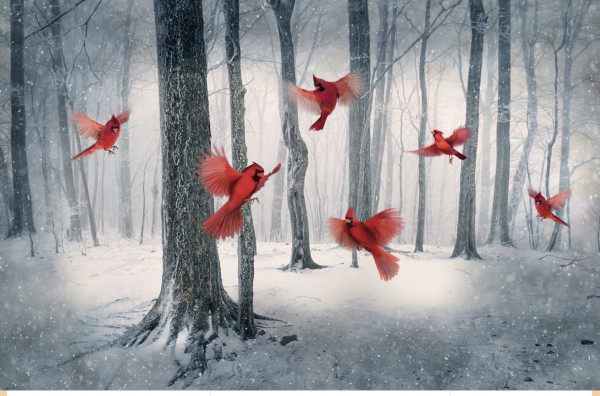 Cardinal/ Nur noch 2 Panele