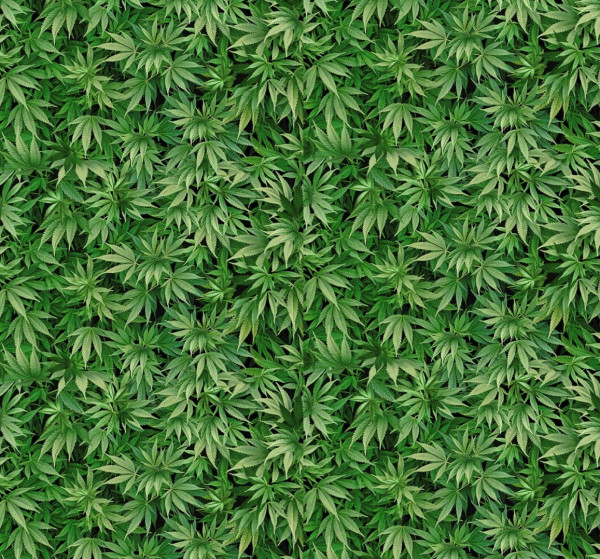 Cannabis