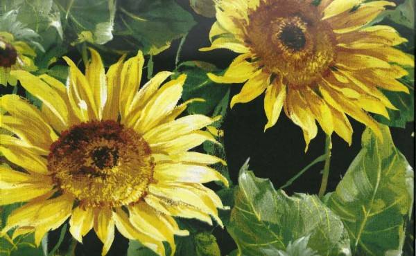 Sunflower Splash