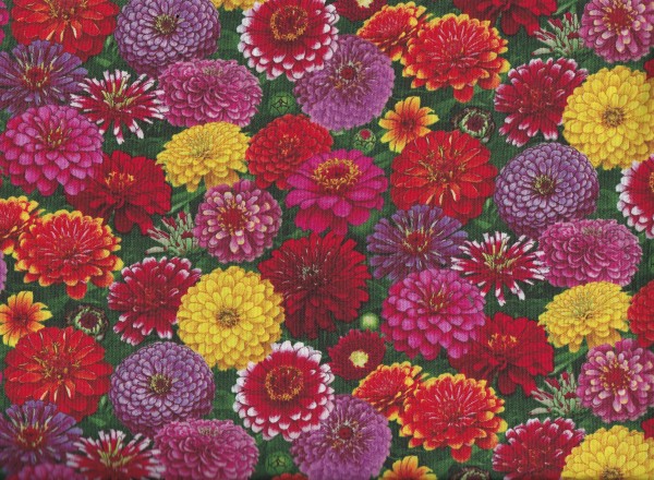 Zinnias