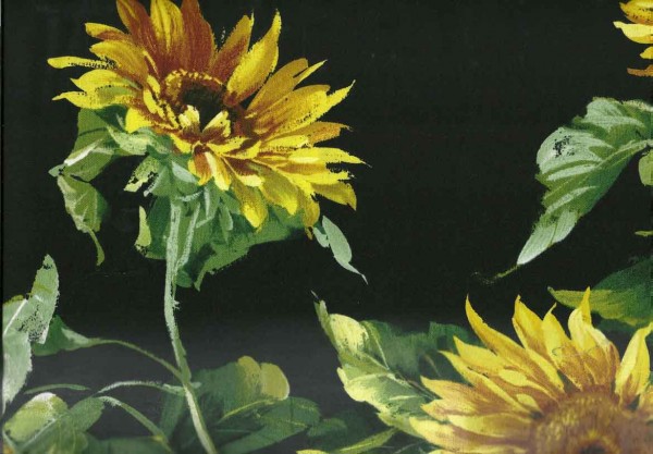 Tuscan Sunflowers