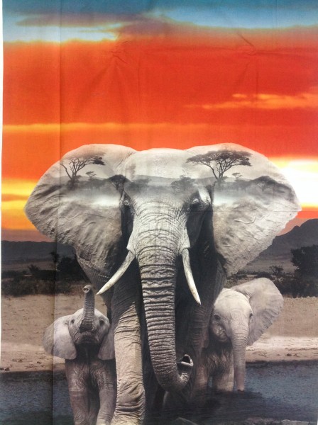 Wild Kingdom Elefant